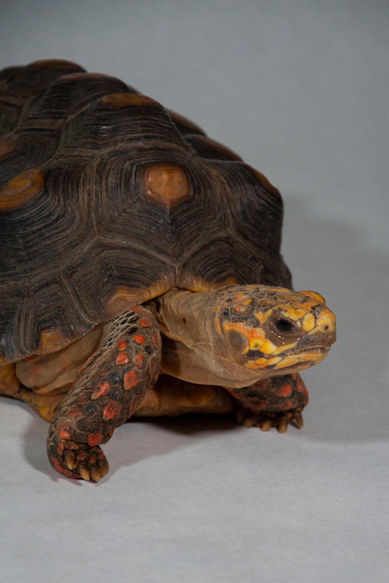 Red Foot Tortoise Art – Erie Zoo Store